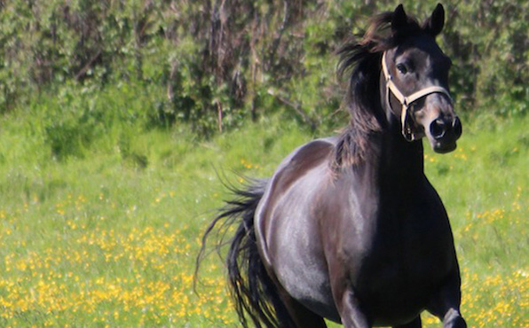 Equitation à Tipperary