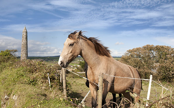 Équitation dans une famille irlandaise